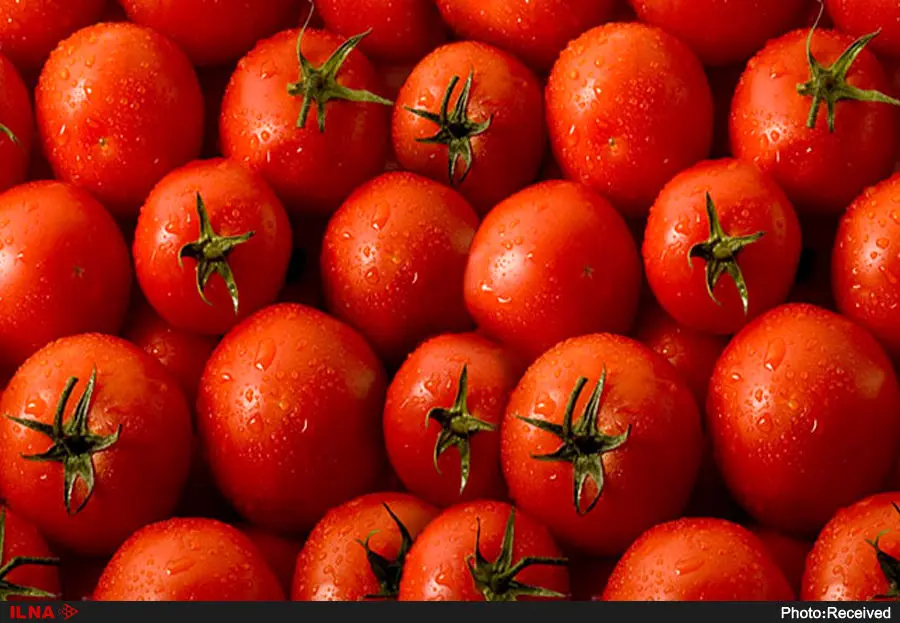  واردات گوجه فرنگی به اقلیم کردستان عراق ممنوع شد 