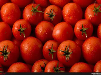 2 تن گوجه فرنگی از گلخانه‌های بم برداشت شد