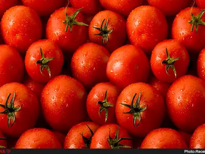 2 تن گوجه فرنگی از گلخانه‌های بم برداشت شد