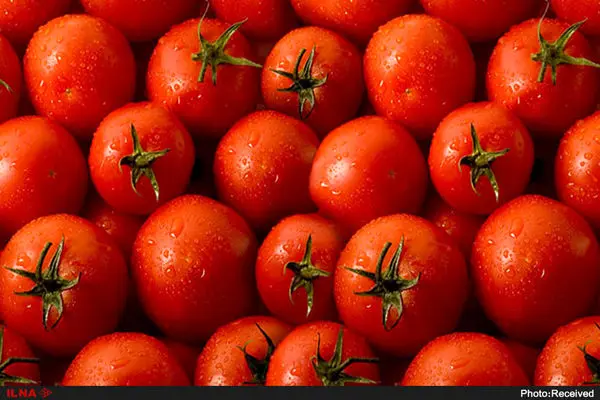 صادرات ۲۲ هزار تن گوجه فرنگی از استان همدان