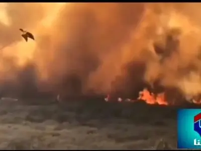 شط «شیرین بهار اندیکا» در محاصره آتش + فیلم