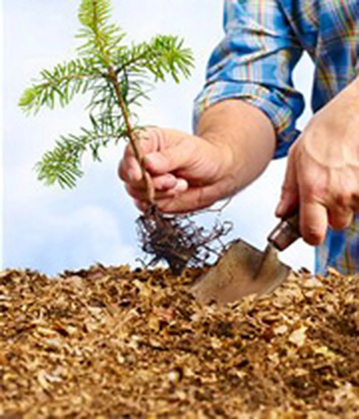 برنامه‌ریزی شهرداری تبریز برای کاشت یک میلیون اصله درخت