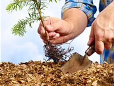 ​توصیه دین مبین اسلام به درختکاری