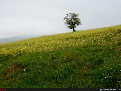 طبیعت بهاری رودبار - گیلان