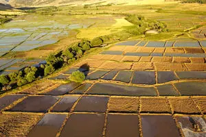 ۱۰ هزار متر مربع زمین کشاورزی آمل به چرخه تولید بازگشت