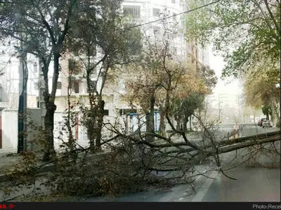 ۶ اصله درخت در کرج سقوط کرد
