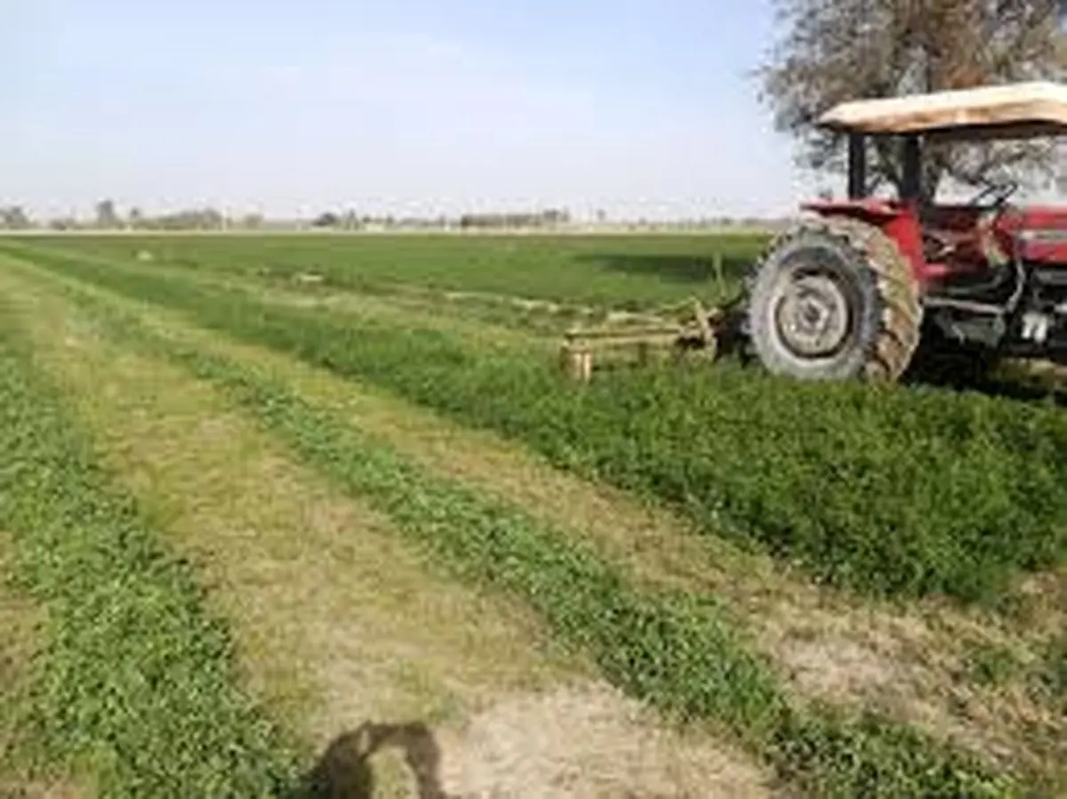 آغاز برداشت بذر یونجه از مزارع آرادان/ کشت یونجه در ۲۹۱۰ هکتار از اراضی شهرستان آرادان