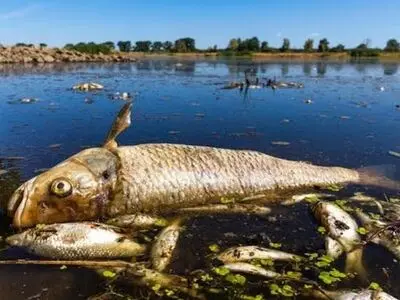 گل‌آلود بودن آب؛ علت اصلی مرگ ماهی‌ها در رودخانه گیوی‌چای شهرستان کوثر