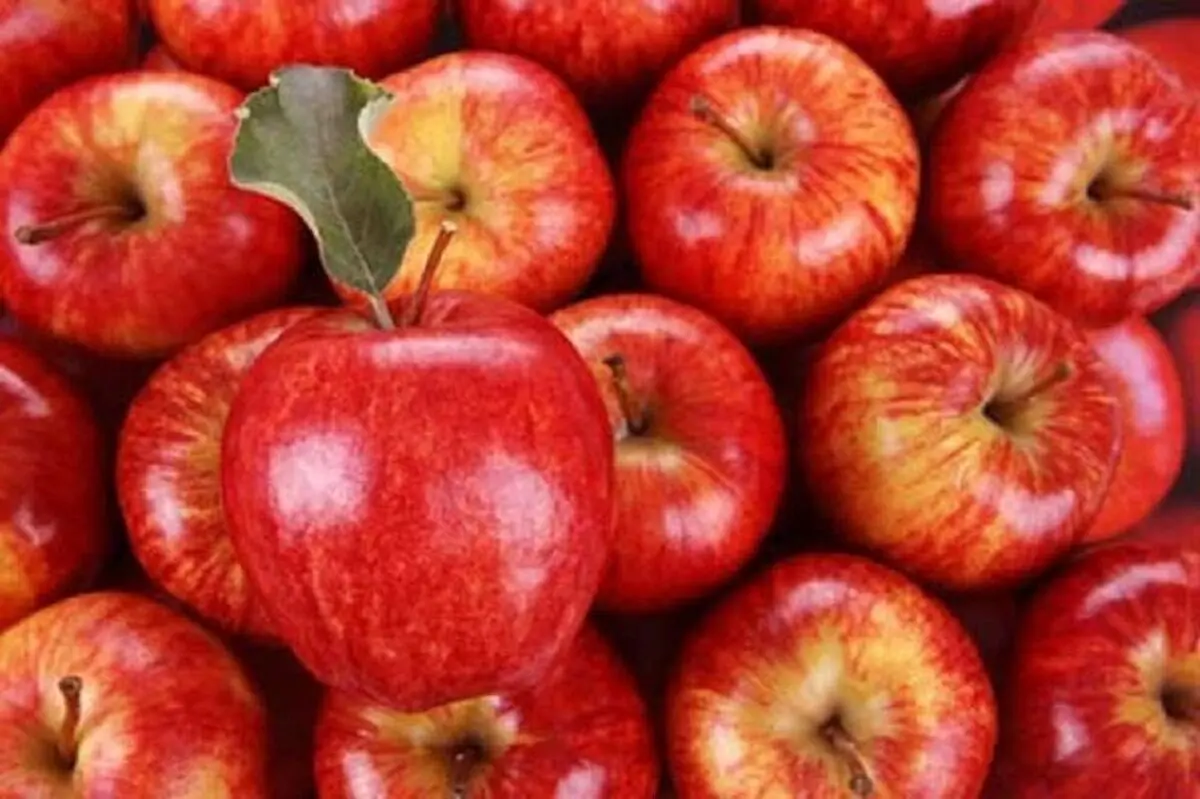 سهم ۶۰ درصدی سیب آذربایجان غربی در میوه شب عید