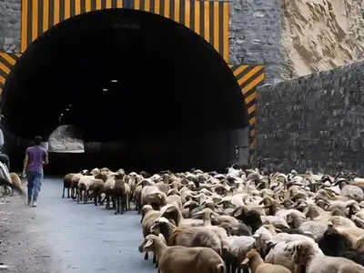 محور کندوان برای جابجایی احشام مسدود می‌شود
