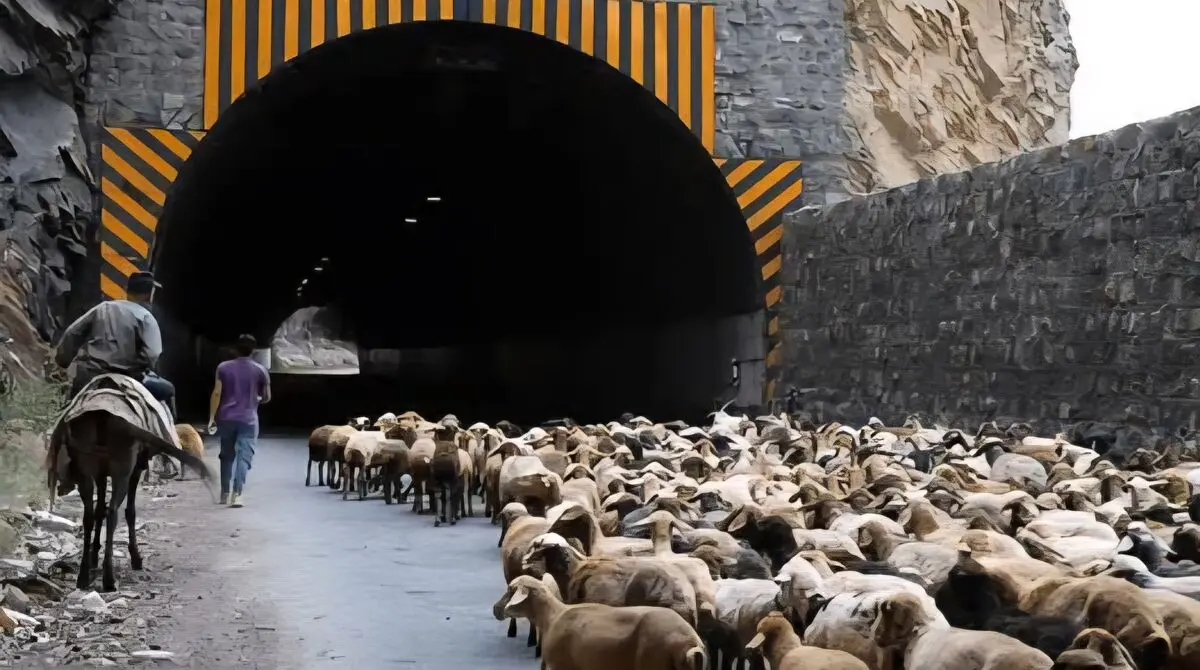 محور کندوان برای جابجایی احشام مسدود می‌شود