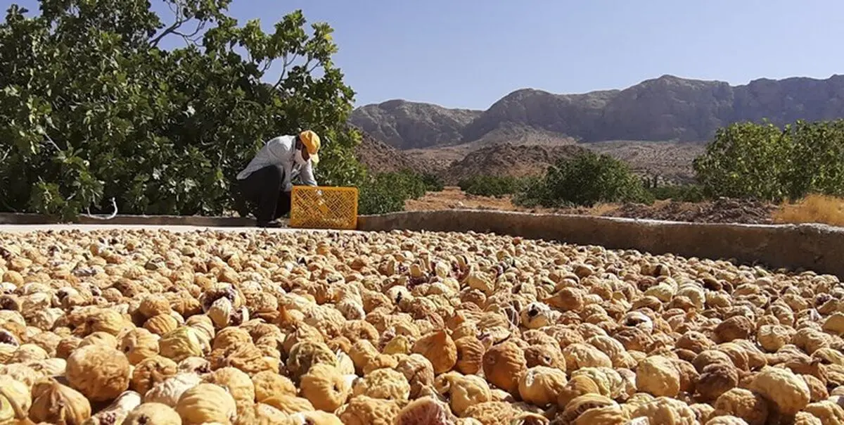پیمان سپاری ارزی برای محصولات کشاورزی به ویژه انجیر یک اشتباه استراتژیک است 