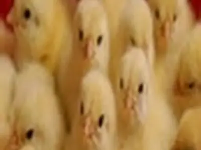 تولید بیش از ۲۳۴ میلیون قطعه جوجه یکروزه گوشتی در مازندران