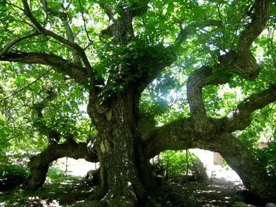 درخت گردوی هزار ساله ایران در لرستان ثبت ملی شد