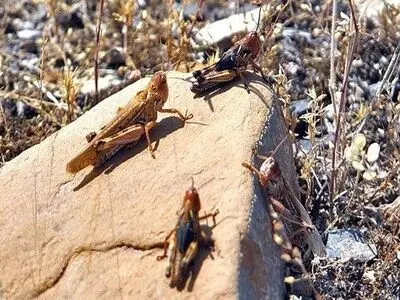 آغاز عملیات کنترل آفت ملخ کوهاندار تاغ در شهرستان گناباد