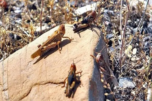 آغاز عملیات کنترل آفت ملخ کوهاندار تاغ در شهرستان گناباد آغاز عملیات کنترل آفت ملخ کوهاندار تاغ در شهرستان گناباد
