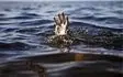 غرق شدن جوان ۱۸ ساله در رودخانه خرماسیسکو بخش اطاقور