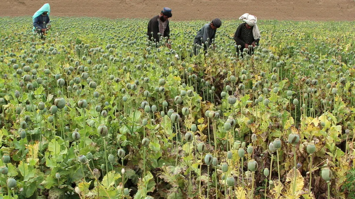 ابتکار عمل آمریکا برای مبارزه با مواد مخدر در افغانستان شکست خورد