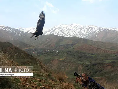 دو پرنده شکاری و دو لاک‌پشت تیمار شده در ارتفاعات ساوجبلاغ رها شدند+فیلم