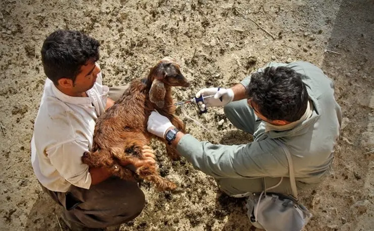 کنترل بیماری طاعون نشخوارکنندگان دام‌های کوچک در استان/ پلمب ۴۷ مورد قصابی کشتار  غیرمجاز طی ۲ سال گذشته 