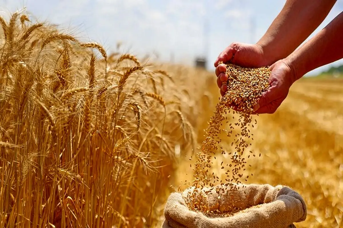 خرید ۸۴۲ هزار و ۳۳۰ تن گندم از بیش از ۶۵ هزار کشاورز در گلستان