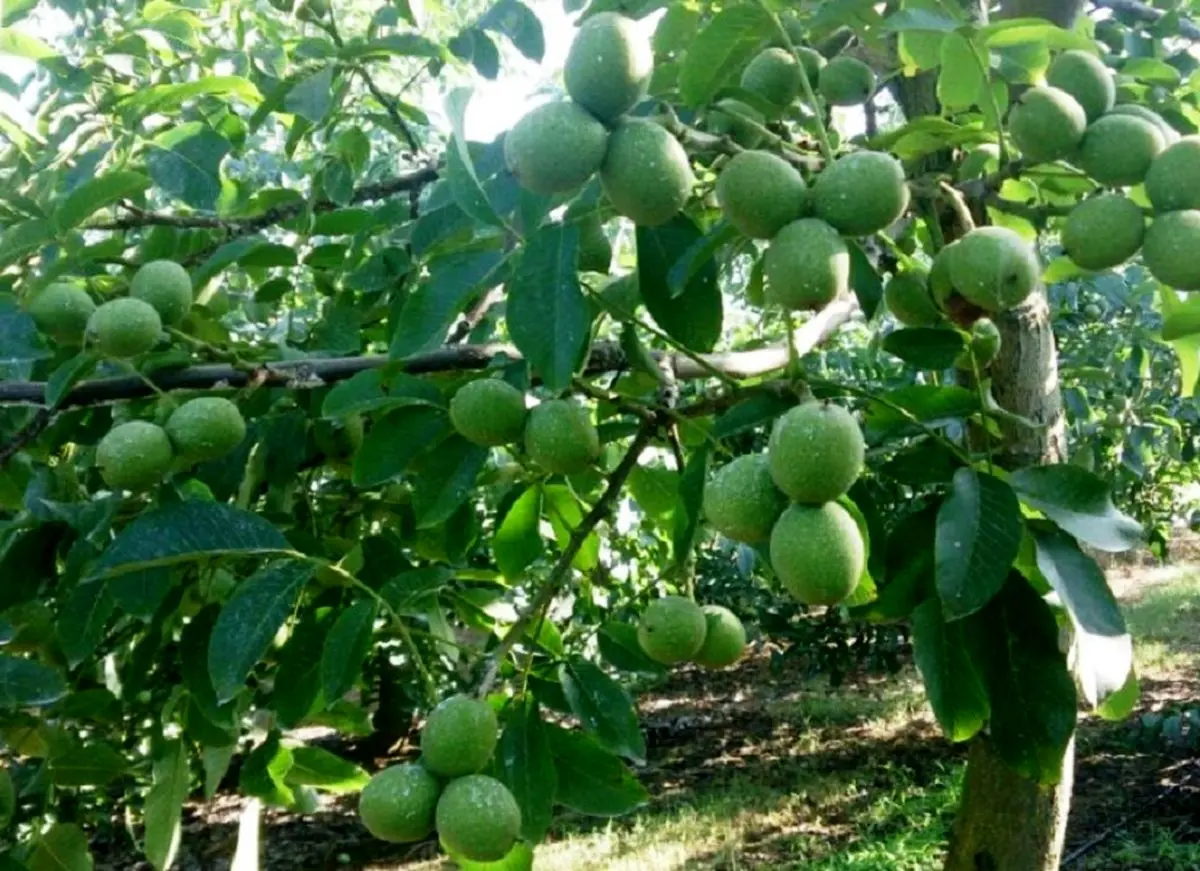 آغاز برداشت گردو از باغات پاوه