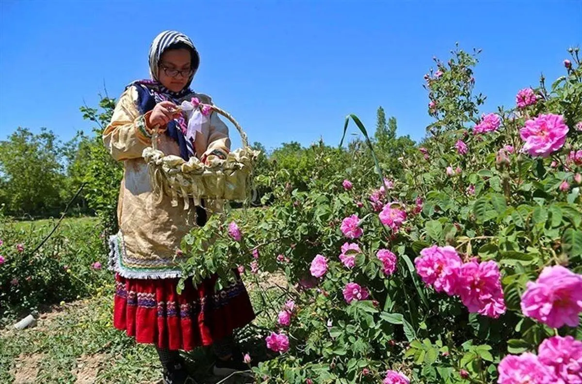 برداشت گل محمدی از اراضی نیشابور آغاز شد