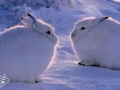 سردتر از جهنم یخی؛ جایی روی زمین که دما به ۹۸- درجه می‌رسد 
