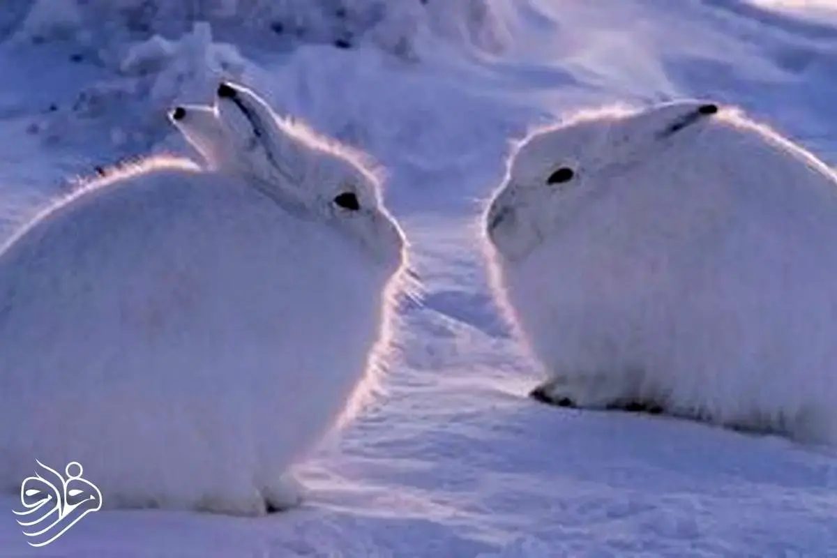 سردتر از جهنم یخی؛ جایی روی زمین که دما به ۹۸- درجه می‌رسد 