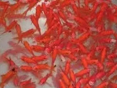 بیش از ۳۰ درصد ماهی زینتی آذربایجان شرقی در آذرشهر تولید می‌شود