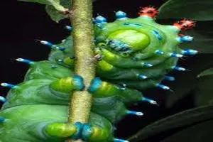 بانمک ترین پاهای جهان!/ عکس