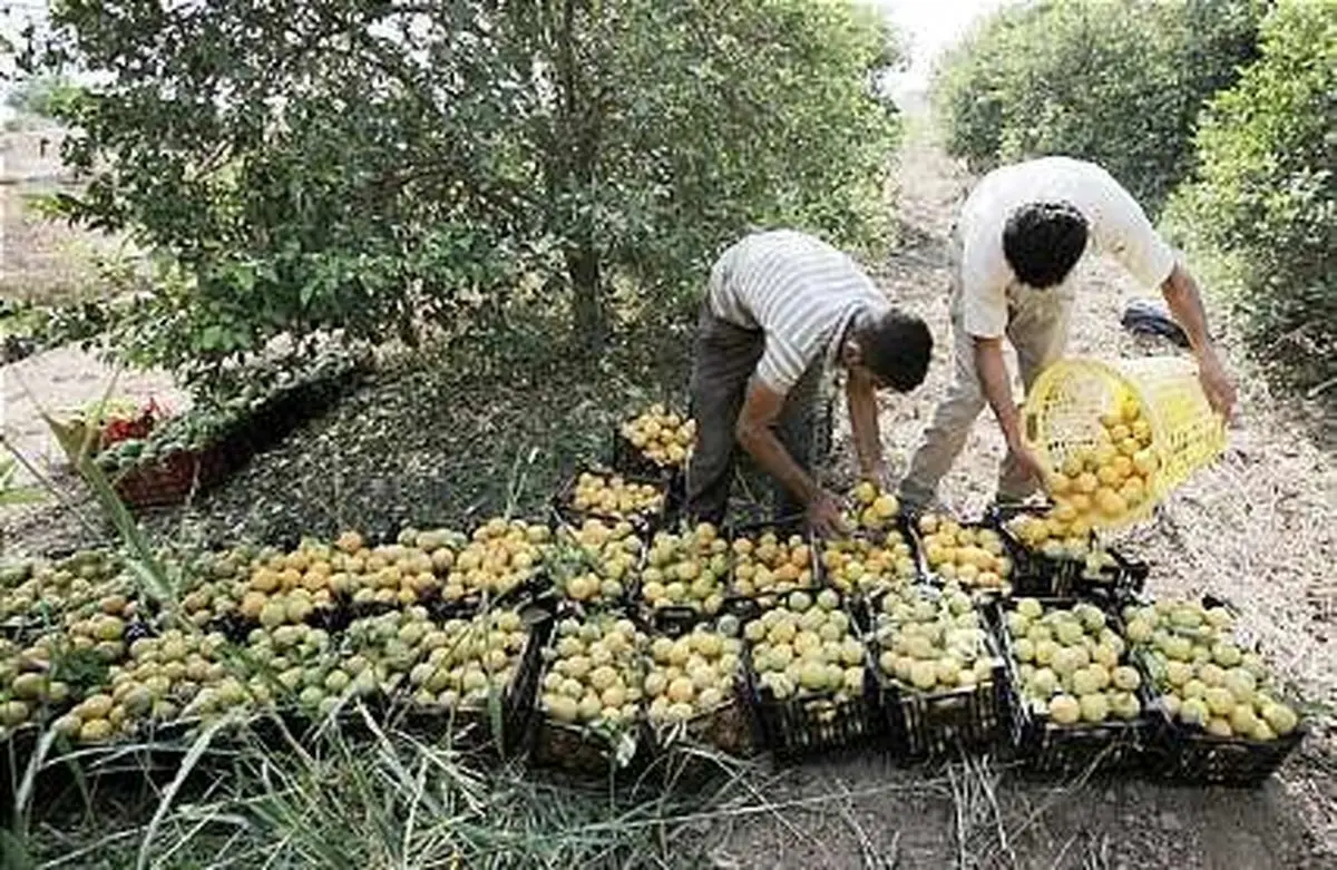 آغاز برداشت مرکبات از باغات کرمانشاه