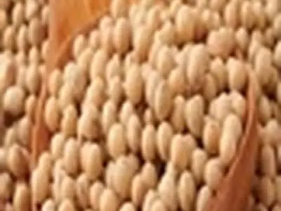 تولید بیش از ۴.۵ هزار تن سویا در شهرستان میاندرود