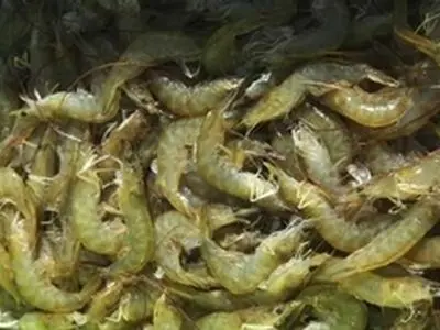 بیش از ۱۴ هزار تن میگوی پرورشی در استان بوشهر برداشت شد