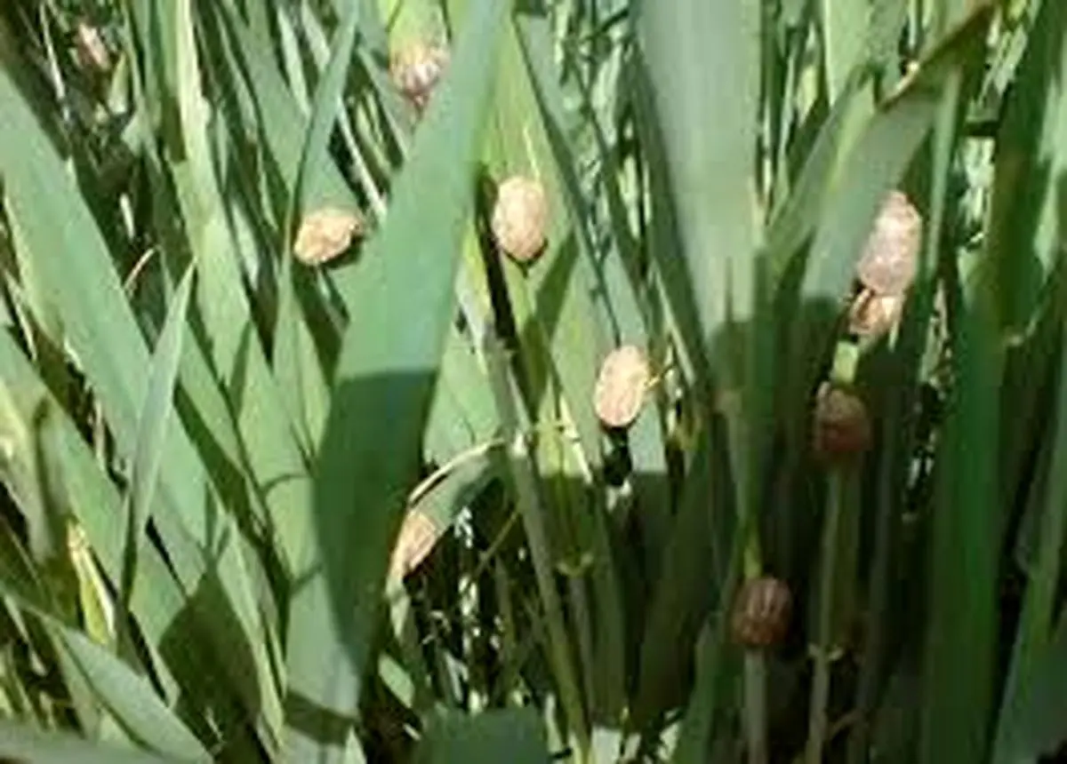 مبارزه با سن غلات در ۲۴۸ هزار هکتار از مزارع همدان