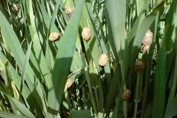 مبارزه با سن غلات در ۲۴۸ هزار هکتار از مزارع همدان