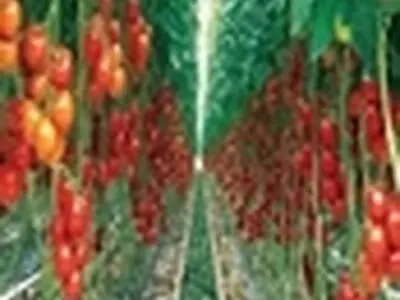 ۵۰۰ هکتار ازگلخانه های استان تحت مبارزه با آفات مهم گوجه فرنگی قرار گرفت