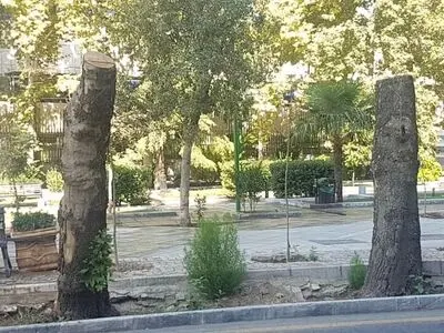 توضیحات سازمان بوستان‌ها درباره قطع درختان خیابان ولیعصر