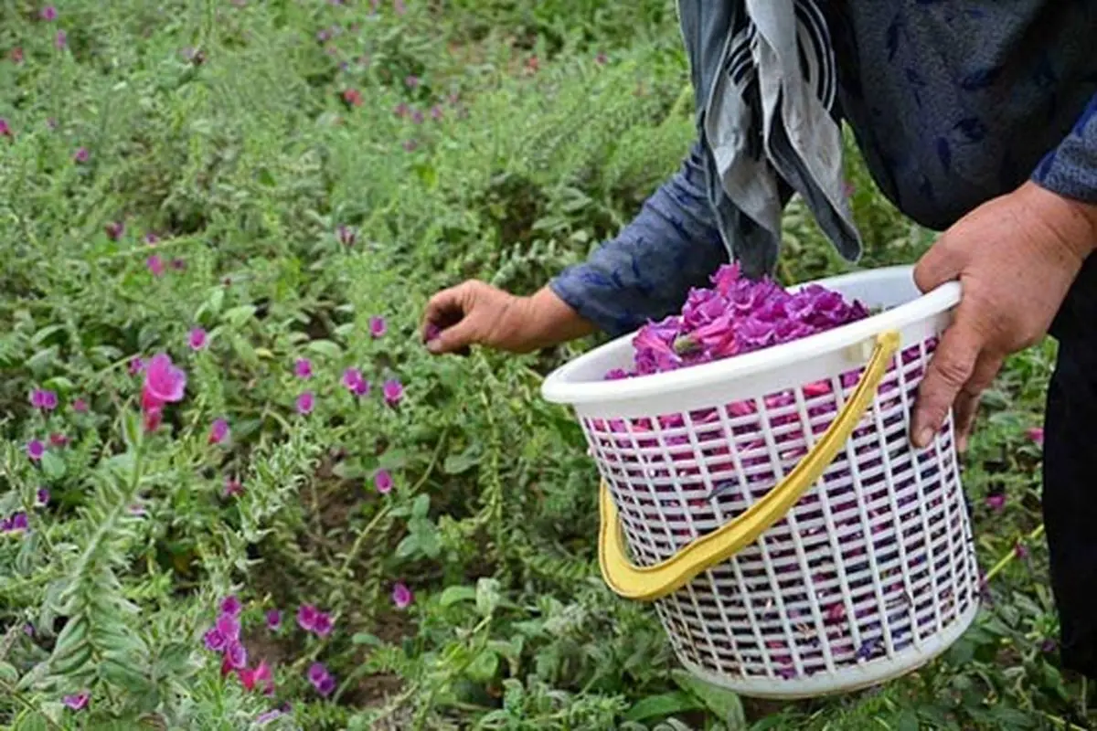 برگزاری جشنواره گل‌گاوزبان در اشکور رشت 