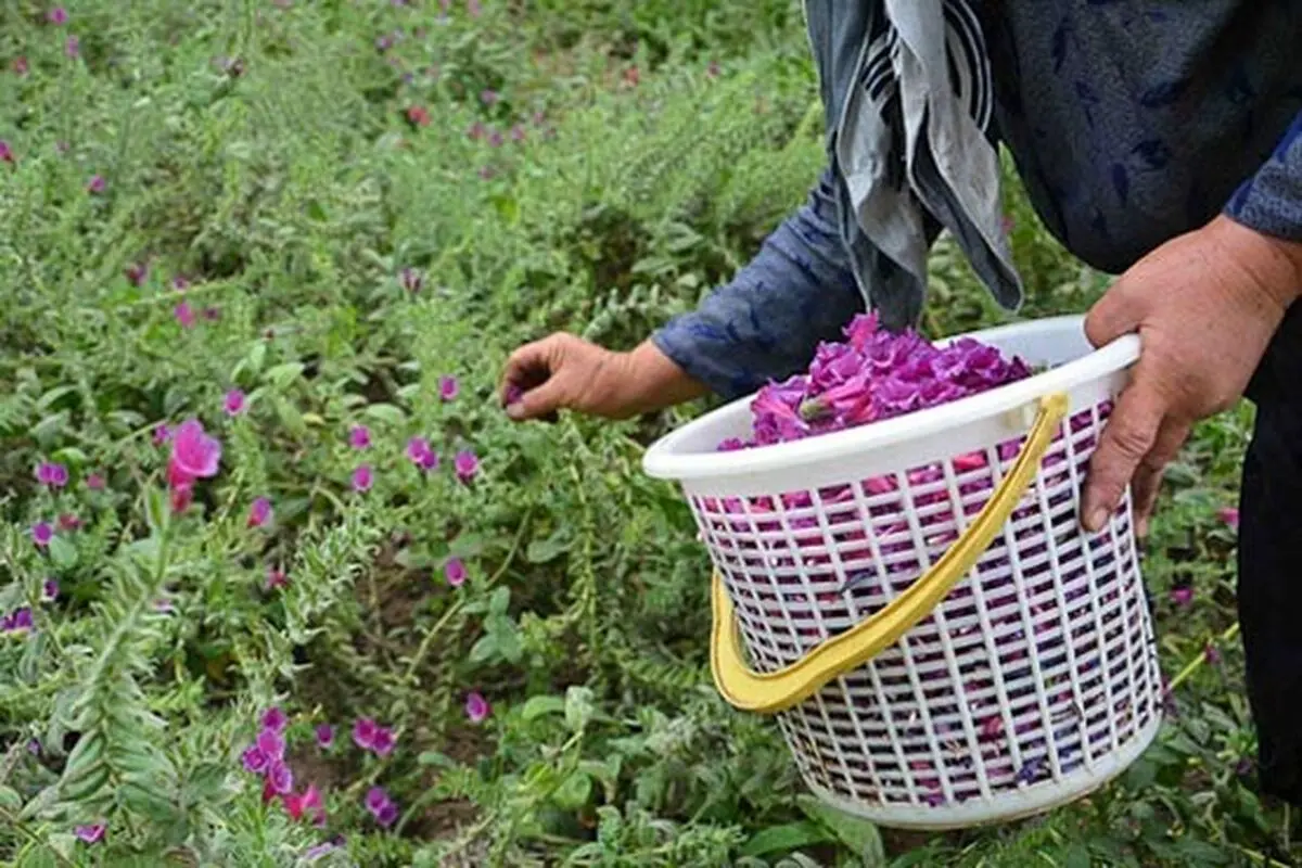 برگزاری جشنواره گل‌گاوزبان در اشکور رشت 
