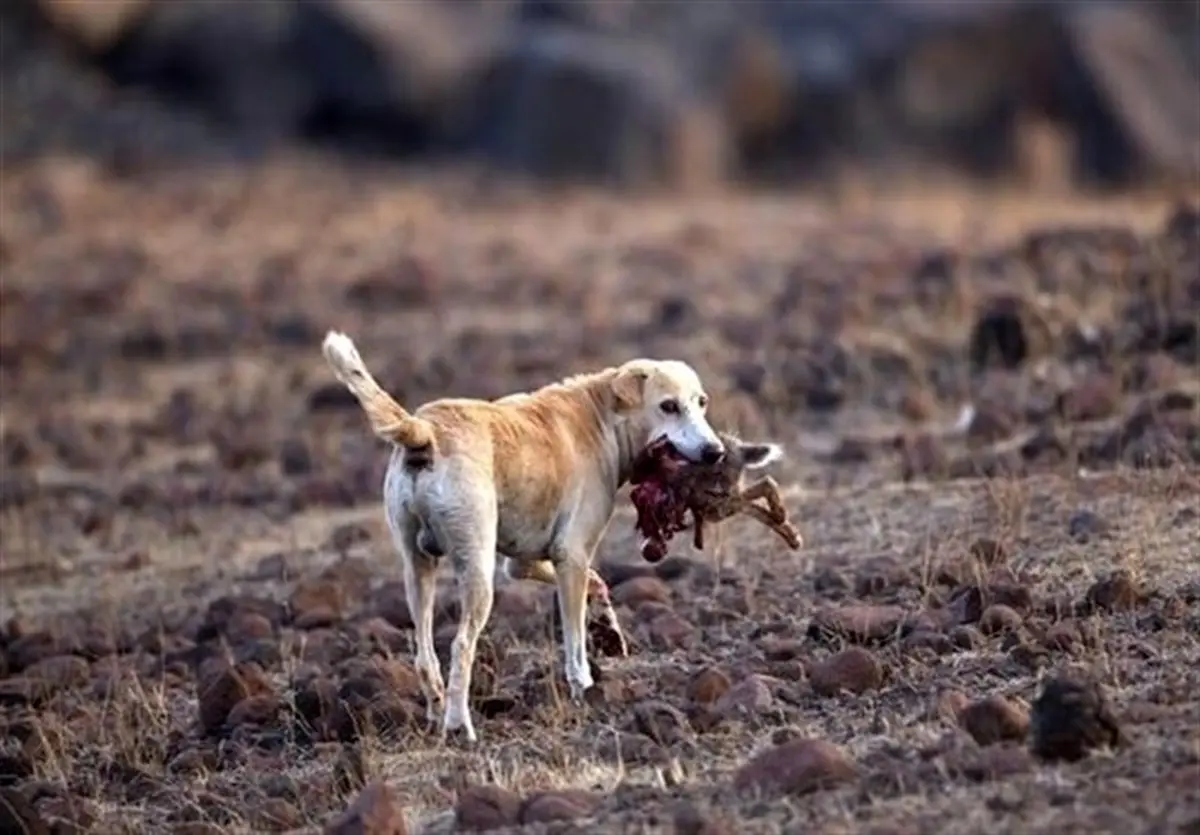 سوپرحیوانات باانسان
