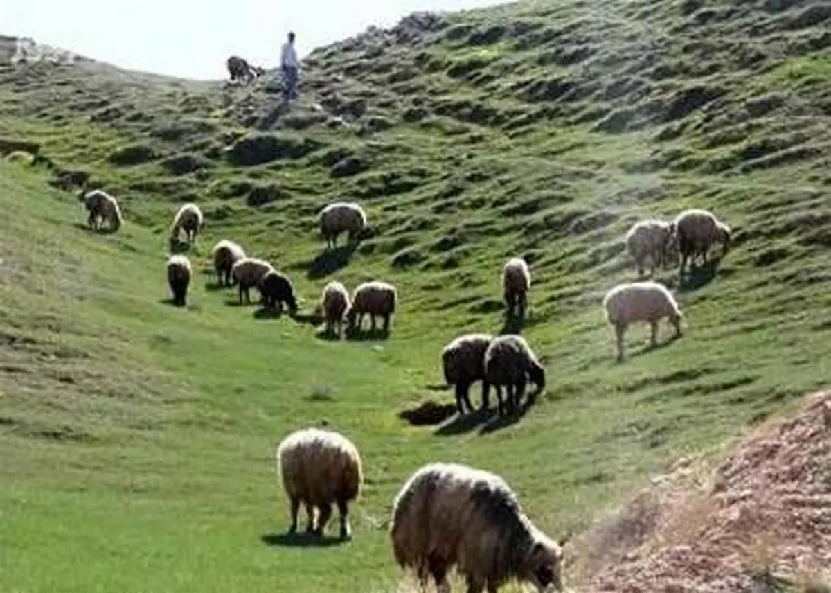 11 مرداد ماه آخرین مهلت اجرای جایگزینی مرتع‌داران متوفی در مرکزی 