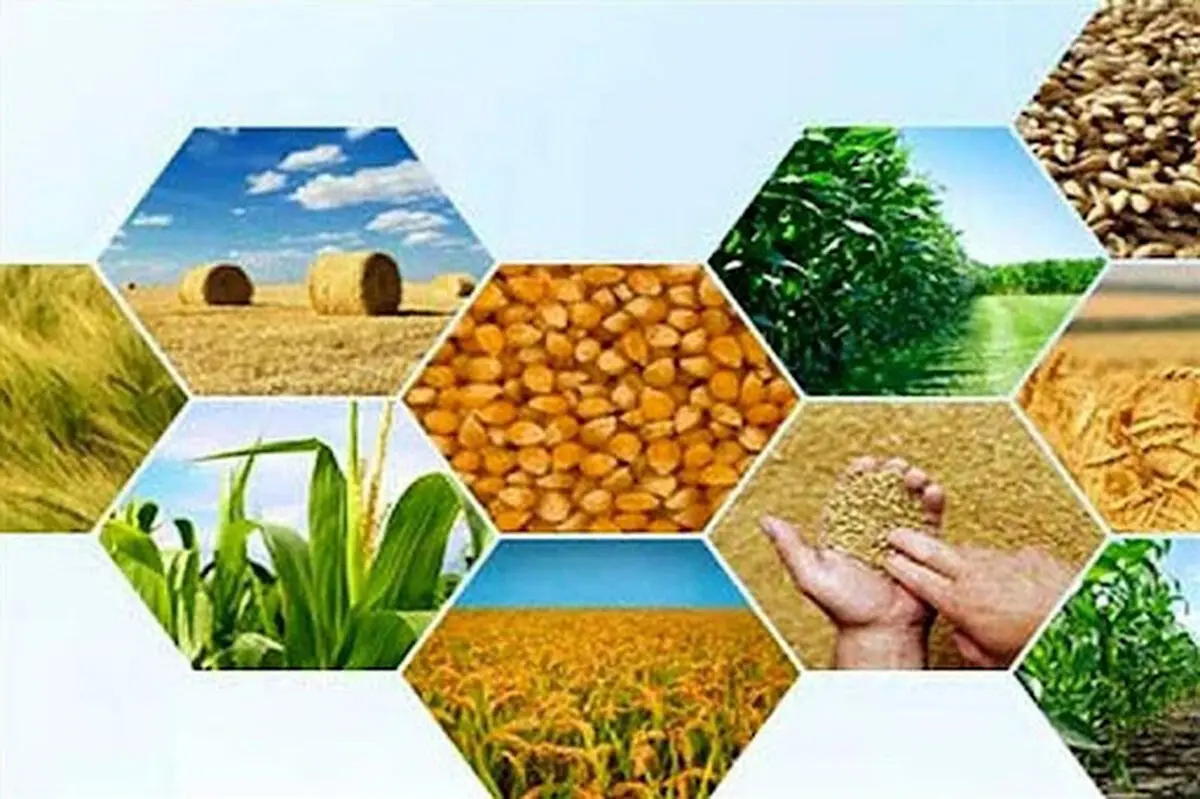 حذف ارز ترجیحی مشکلاتی را برای تولیدکنندگان بخش کشاورزی ایجاد کرده است