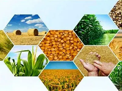 حذف ارز ترجیحی مشکلاتی را برای تولیدکنندگان بخش کشاورزی ایجاد کرده است