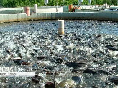 انجام نخستین آزمایش‌های ردیابی تراریختگی مواد اولیه و خوراک آبزیان در کشور