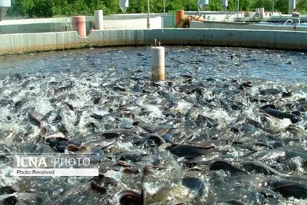 تسهیلات ارزان قیمت به تولیدکنندگان ماهیان خاویاری در استان پرداخت می‌شود
