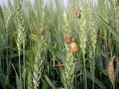اوایل بهار بهترین زمان مبارزه با آفات مزارع گندم و یونجه است 