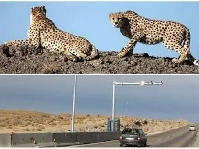 اجرای طرح حفاظت از یوز آسیایی در ایام نوروز/ تصادفات جاده‌ای یکی از عوامل مهم تلفات یوزها 

