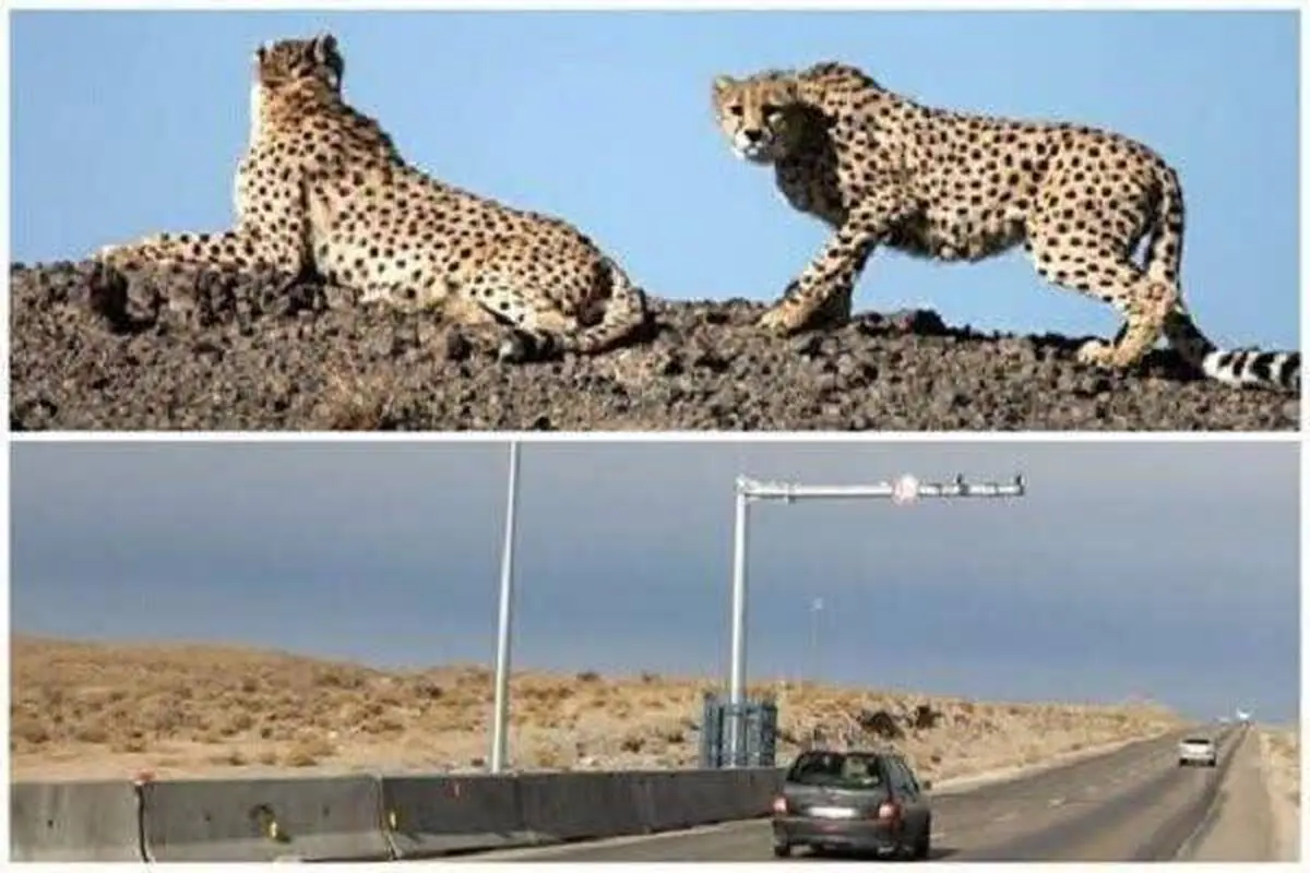 اجرای طرح حفاظت از یوز آسیایی در ایام نوروز/ تصادفات جاده‌ای یکی از عوامل مهم تلفات یوزها 

