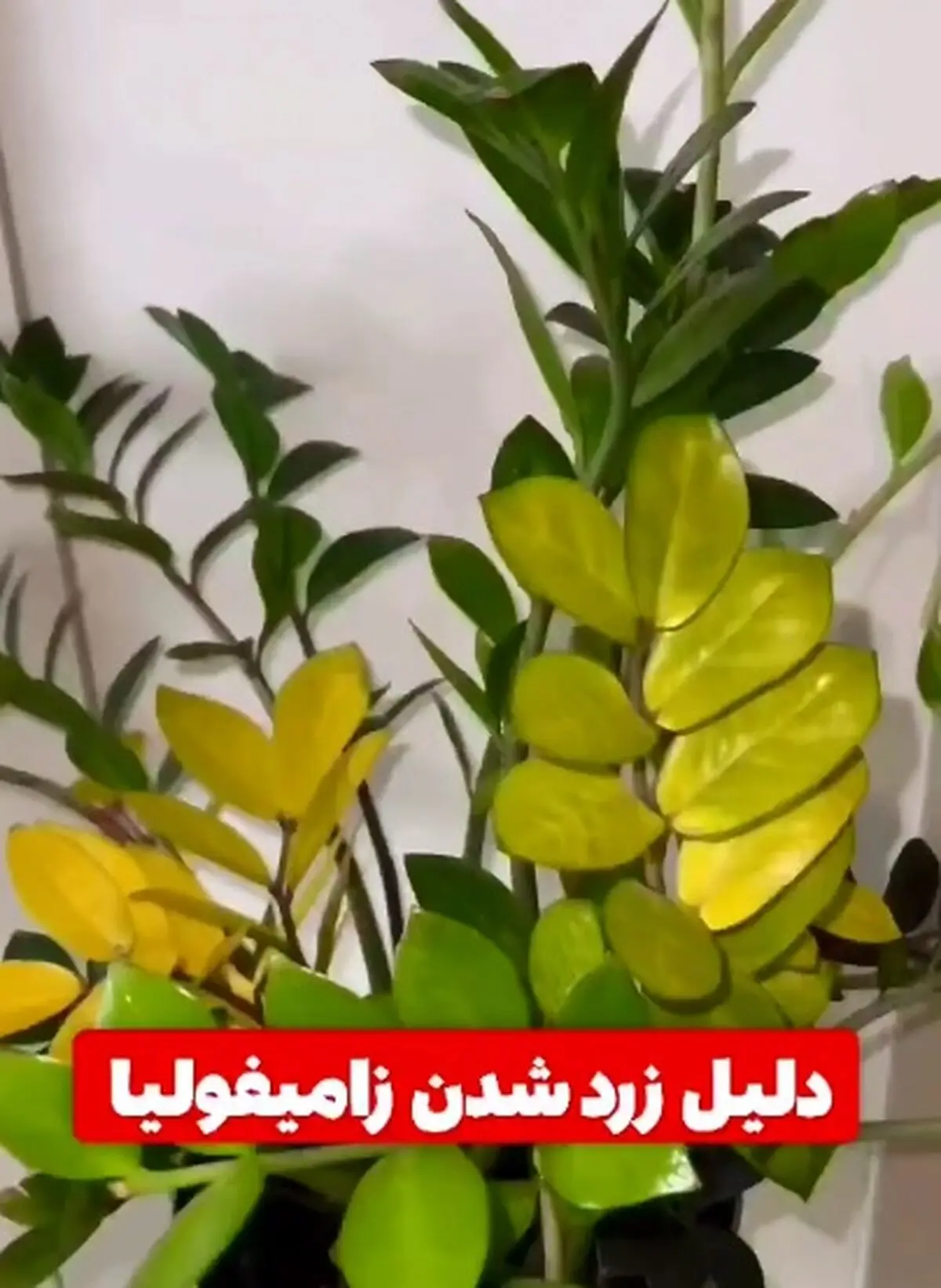 دلیل زرد شدن زامیفولیا + فیلم